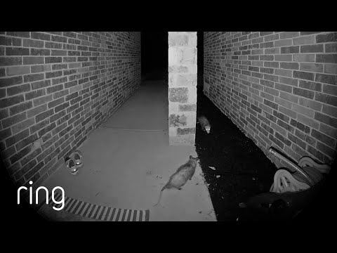Territory Struggle Between Two Possums Caught on Ring | RingTV