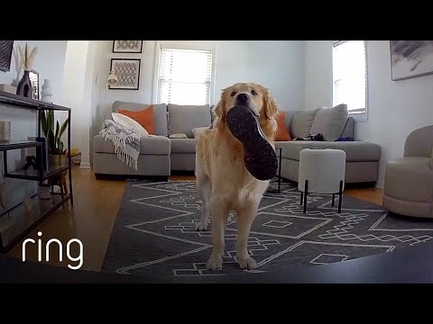 Golden Retriever Almost Destroys a Shoe, Until… | RingTV