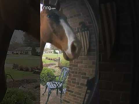 What do you think this horse wanted?