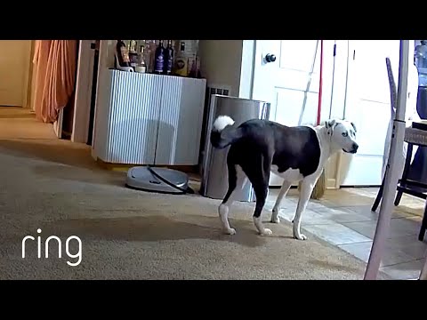 Dog Discovered a New Household “Enemy” | RingTV