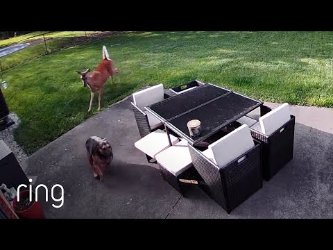 Unlikely Playmates Enjoy Each Other’s Company | RingTV