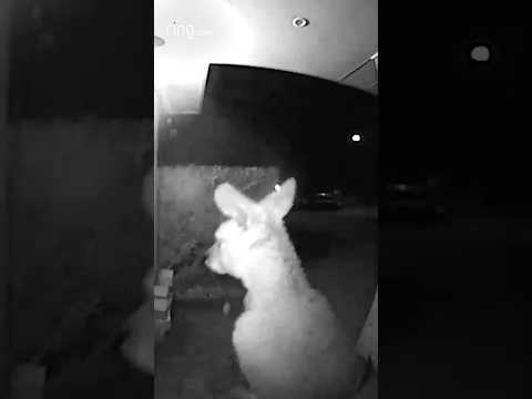 This kangaroo may be at the wrong house