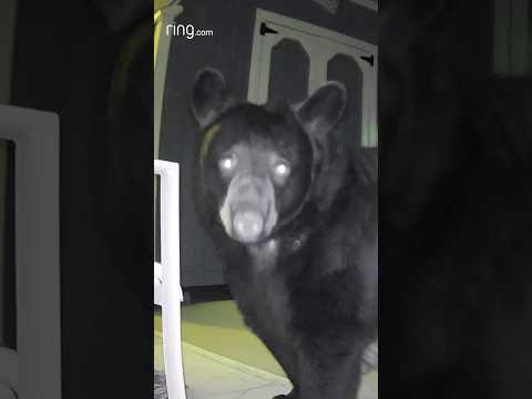 Mama bear and her cub arrived at this home as if expecting to be invited inside 😂
