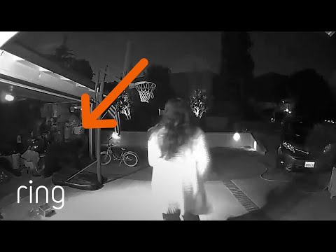 Woman Walks in on Bear Raiding the Garage Freezer | RingTV