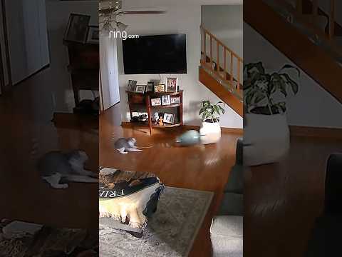This cat is about to have a moment. Wait for it…