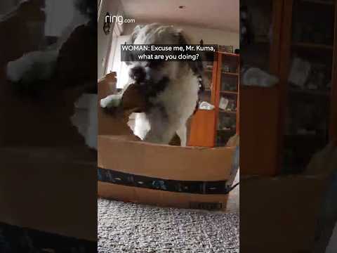 We love our pets!