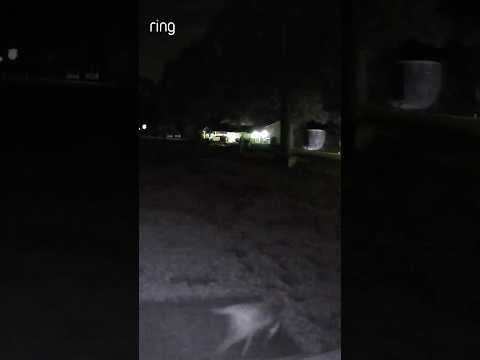 Ghost dog spotted on Ring?