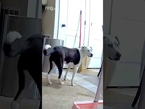 Dog discovers a new household “enemy”