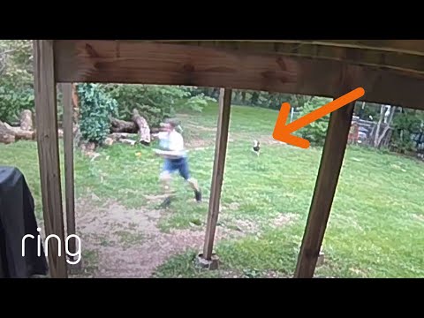 This Rooster Will Defend His Territory At All Costs | RingTV