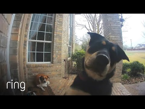 Family Dogs Know How to Get Their Owner’s Attention When They Want to Come Back Inside | RingTV