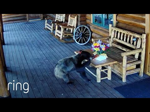 Snooping Bear Snatches Chocolates Left Outside | RingTV