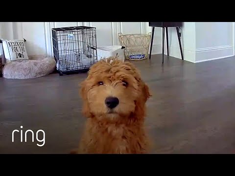 Adorable Goldendoodle Puppy Looks for Owner’s Voice | RingTV