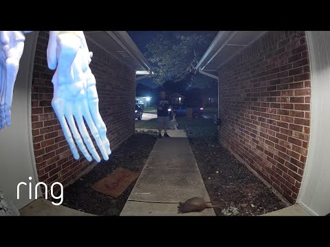 This Armadillo Scared Her so Much, She Asked a Delivery Driver to Scare it Off! | RingTV