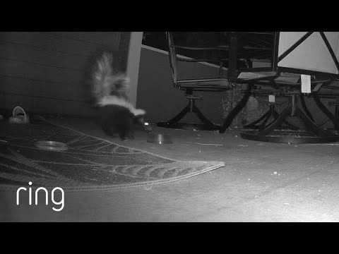 Baby Skunk Scavenges for Food | RingTV