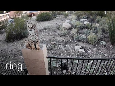 Bobcat Will Try Anything to Score a Meal | RingTV
