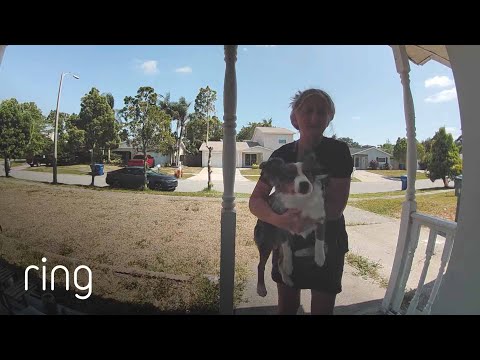 If Only We Could All Have Neighbors Who Look After Our Runaway Pets | RingTV