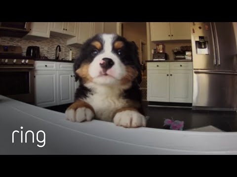 Watch This Bernese Mountain Dog Go From Puppy to All Grown Up! | RingTV