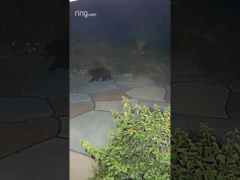This coyote showed no fear towards a bear