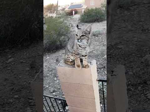 Gorgeous bobcat caught jumping onto a roof