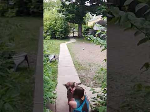 Watch this dog with seperation anxiety reunite with its owner!