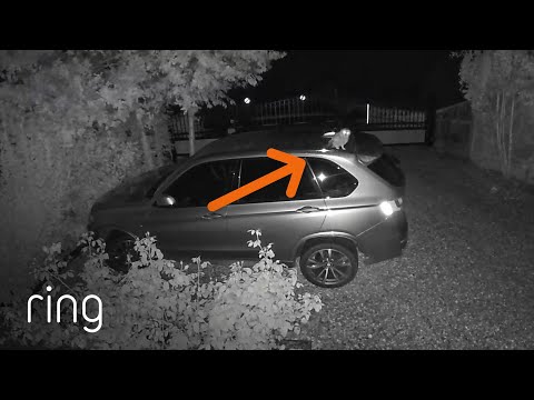 Local Owl Has no Regard to Where it Lands | RingTV