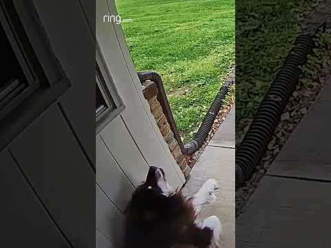 Malamutes break out in random singing