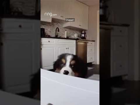 Check out how Diesel listens to his owner through Ring