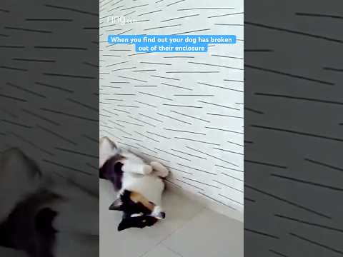 When your dog realizes she’s been caught