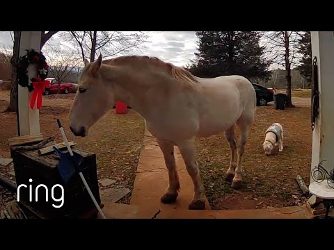 This Horse and These Dogs Couldn’t Stand Being Alone During the Holidays | RingTV