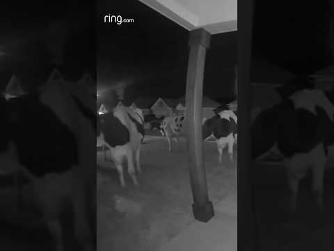 What’s the most random Motion Alert that you’ve received?