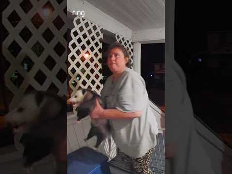 Would you handle an opossum like this?