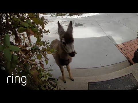Free Hedge Trimming Service From the Neighborhood “Landscaper” | RingTV