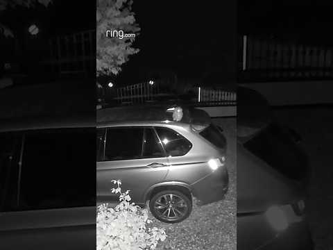 Owl doesn’t give a hoot about being “recorded”