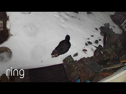 What Do You Do When a Beaver Walks up to Your Front Door? | RingTV