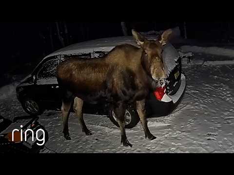 Has Your Vehicle Ever Had an “Alaskan Car Wash?” | RingTV