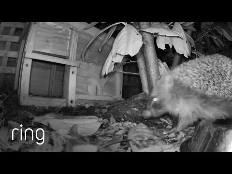Man Set Up His Ring Next to a Hedgehog House…This is What He Saw | RingTV