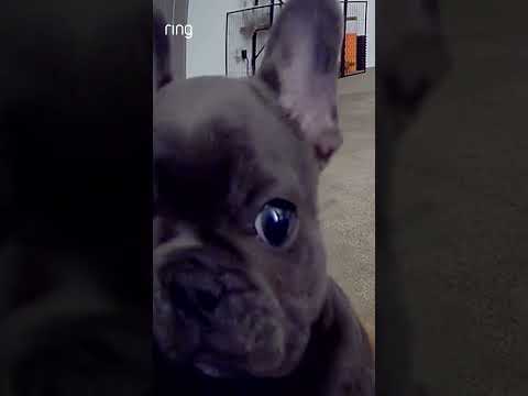 Could you resist that face? #shorts #puppy