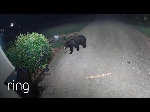 This Bear Never Expected THIS! | RingTV