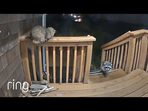 Stand Your Ground, Cat vs. Raccoon Edition! | RingTV
