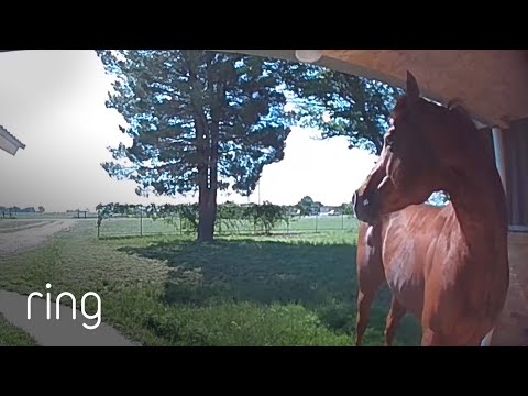 Knock, Knock! There’s a Friendly NEIGHbor at the Door! | RingTV