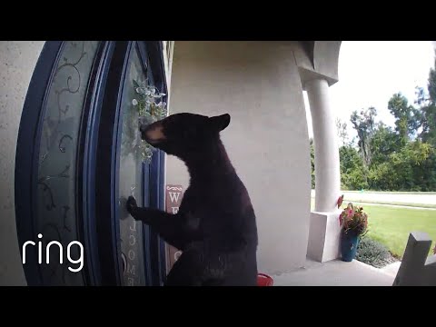 Huge Bear Stops By Unannounced | RingTV
