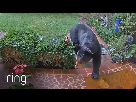 Bear Encroaches on Cat’s Territory | RingTV