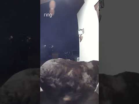 POV: You have a nosey neighbor that just so happens to be a bear! #shorts #bear