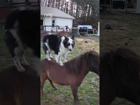 Pets, they’re really just like us! What’s the craziest thing your pet has done? #shorts  #animals