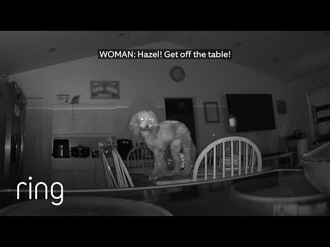 Mischievous Pup Caught in the Act! | RingTV