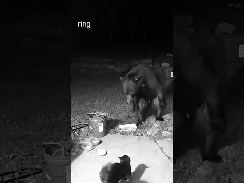 Bear couldn’t take cat’s wrath! #shorts #bear #cats
