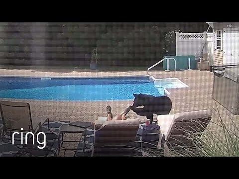 Curious Bear Provides Unexpected Wake-up Call | RingTV