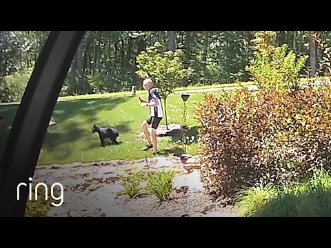 Bear Cub Does THIS and Sends a Man Running! | RingTV