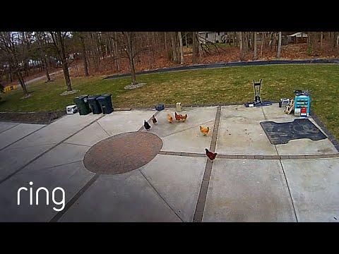 Are These the Most Well-Behaved Chickens? | RingTV