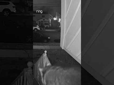 A very cute visitor shows up at Douglas’ door!